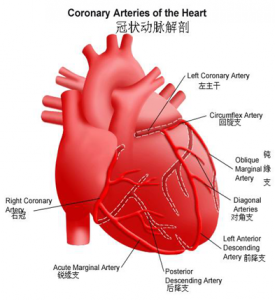 306医院：冠状动脉“搭桥”术的护理
